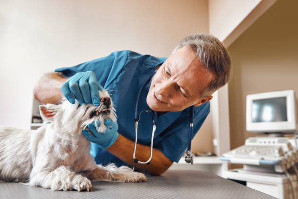 Best Emergency Dental Care for Abscessed Tooth in Wild Peach Village, TX